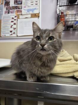 Nigella -  Domestic Short Hair Cat for Adoption in Vancouver, Washington - Nigella | PetCurious