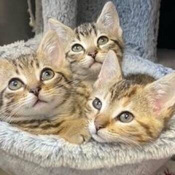 Star Wars Kittens -  Domestic Short Hair Cat for Adoption in Albany, New York - Star Wars Kittens | PetCurious