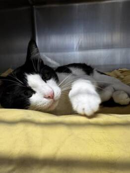 Angelo -  Domestic Medium Hair and Domestic Short Hair Cat for Adoption in Roseville, California - Angelo | PetCurious