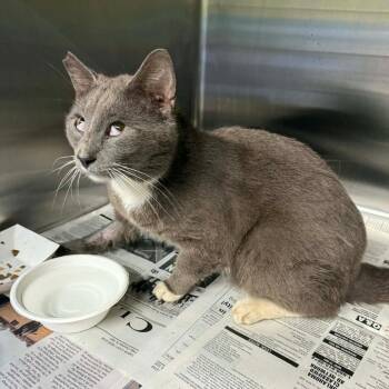 Domestic Short Hair Cats Available for Adoption in Pauls Valley, Oklahoma - Dakota Bob | PetCurious