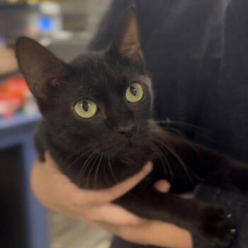 Kennedy -  Domestic Short Hair Cat for Adoption in Independence, Kansas - Kennedy | PetCurious