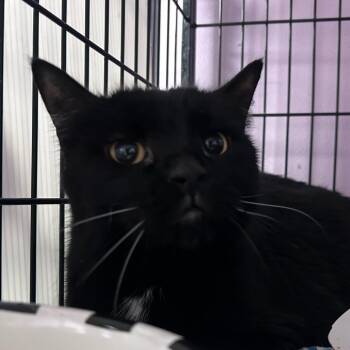 Wilbur -  Domestic Short Hair Cat for Adoption in Davenport, Iowa - Wilbur | PetCurious