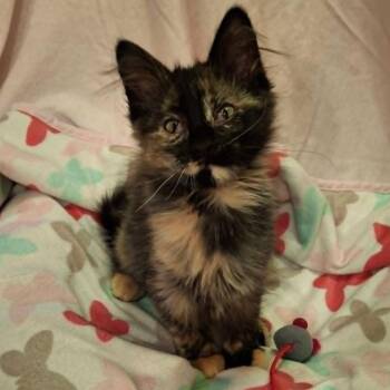 Coral (In Foster) -  Domestic Medium Hair Cat for Adoption in Watertown, Wisconsin - Coral (In Foster) | PetCurious