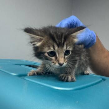Domestic Short Hair Cats Available for Adoption in Columbus, Georgia - Pip | PetCurious