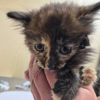 Autumn -  Domestic Medium Hair Cat for Adoption in Corinth, Mississippi - Autumn | PetCurious