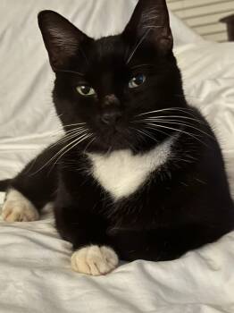 Rescue Domestic Short Hair Cats for Adoption in Miami, Florida - COURTESY POST: Oreo | PetCurious
