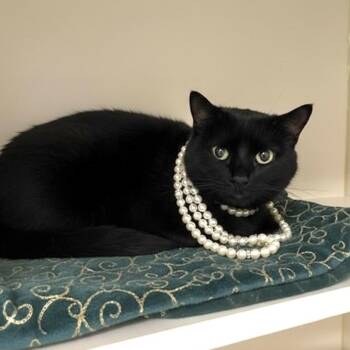 Domestic Short Hair Cats Available for Adoption in Elyria, Ohio - Obsidian | PetCurious