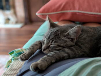 Rescue Domestic Short Hair Cats for Adoption in Broomall, Pennsylvania - Peaches | PetCurious