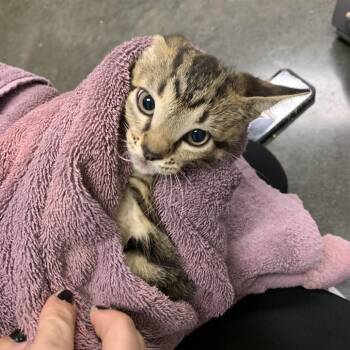 Rummy -  Domestic Short Hair Cat for Adoption in Dickinson, Texas - Rummy | PetCurious
