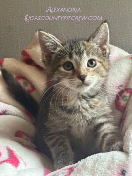 Rescue Tabby and Domestic Short Hair Cats for Adoption in Toledo, Ohio - Alexandria | PetCurious
