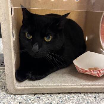 Domestic Medium Hair Cats Available for Adoption in Reno, Nevada - Gordon | PetCurious