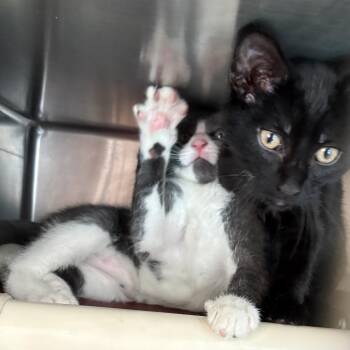 Huey -  Domestic Short Hair Cat for Adoption in Brockton, Massachusetts - Huey | PetCurious