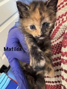 Tortoiseshell Cats Available for Adoption in Trophy Club, Texas - Matilda | PetCurious