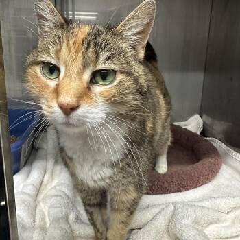 Domestic Short Hair Cats Available for Adoption - Yaya | PetCurious