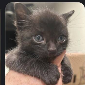 American Shorthair Cats Available for Adoption - Clancy | PetCurious