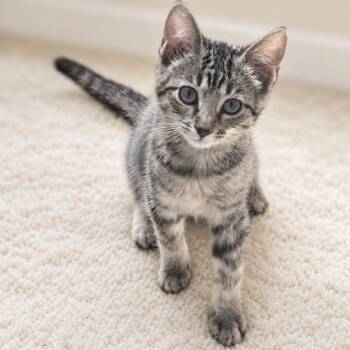Tommy -  Domestic Short Hair Cat for Adoption in Inman, South Carolina - Tommy | PetCurious