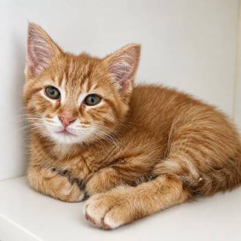 Domestic Short Hair Cats Available for Adoption in Pontiac, Michigan - Futon | PetCurious