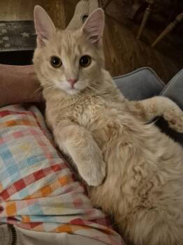 Domestic Long Hair Cats Available for Adoption in Arthur, Ontario - Jerry 2 | PetCurious