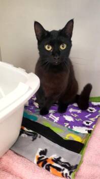 Pasta -  Domestic Short Hair Cat for Adoption in Hutchinson, Minnesota - Pasta | PetCurious