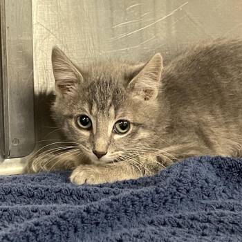 Kourtney -  Domestic Short Hair Cat for Adoption in Tulsa, Oklahoma - Kourtney | PetCurious