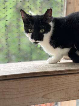 Domestic Short Hair Cats Available for Adoption in Ben Avon, Pennsylvania - Samantha | PetCurious
