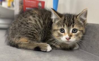 Cinnamon -  Domestic Short Hair Cat Available for Adoption in Bemidji, Minnesota - Cinnamon | PetCurious