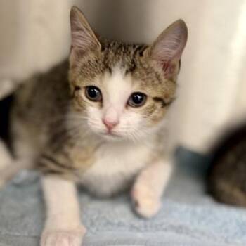 Avalanche -  Domestic Short Hair Cat for Adoption in Atlanta, Georgia - Avalanche | PetCurious