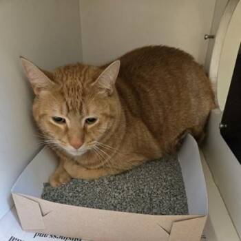 Domestic Short Hair Cats Available for Adoption in Phoenixville, Pennsylvania - Noodle | PetCurious