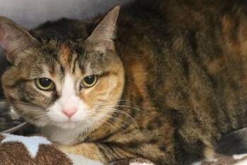 HALO -  Domestic Short Hair Cat for Adoption in Columbia, South Carolina - HALO | PetCurious