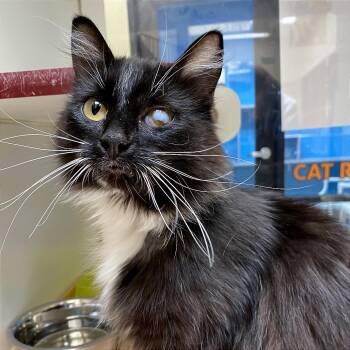 Natasha -  Domestic Long Hair Cat for Adoption in Cheyenne, Wyoming - Natasha | PetCurious