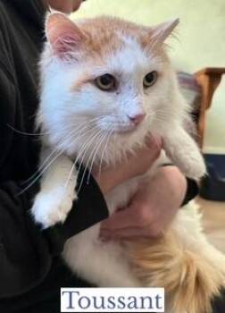 Domestic Short Hair Cats Available for Adoption - Toussant | PetCurious