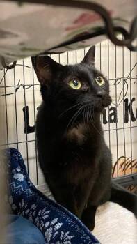 Domestic Short Hair Cats Available for Adoption - Thatch | PetCurious