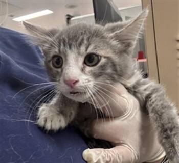 MICAH -  Domestic Short Hair Cat for Adoption in Thousand Palms, California - MICAH | PetCurious