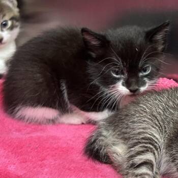 Stray - Maple St 1 -  Domestic Short Hair Cat for Adoption in Roxboro, North Carolina - Stray - Maple St 1 | PetCurious