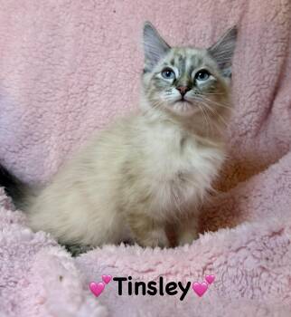 Siamese Cats Available for Adoption - Tinsley | PetCurious