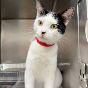 Cora -  Domestic Short Hair Cat for Adoption in Chicago, Illinois - Cora | PetCurious