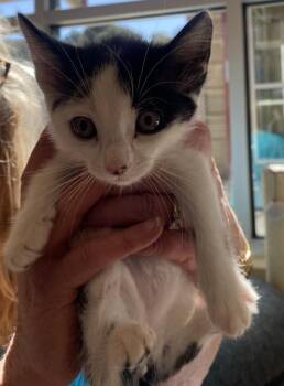 Clover -  Domestic Short Hair Cat for Adoption in Salinas, California - Clover | PetCurious