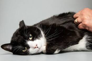 Apollo -  Domestic Short Hair Cat for Adoption in Longmont, Colorado - Apollo | PetCurious
