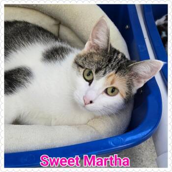 Rescue Domestic Short Hair Cats for Adoption in North Saint Paul, Minnesota - Sweet Martha | PetCurious