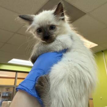 Cake -  Domestic Short Hair Cat for Adoption in Lynchburg, Virginia - Cake | PetCurious