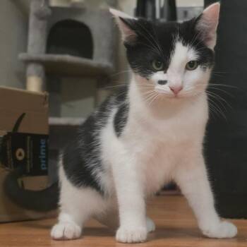 Sniper -  Domestic Short Hair Cat for Adoption in Belfair, Washington - Sniper | PetCurious