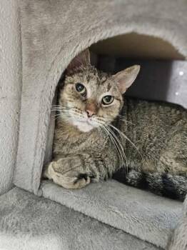 Rescue Domestic Short Hair Cats for Adoption in Munster, Indiana - Iggy Biggy | PetCurious