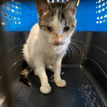 Scrappy -  Domestic Short Hair Cat for Adoption in Lynchburg, Virginia - Scrappy | PetCurious