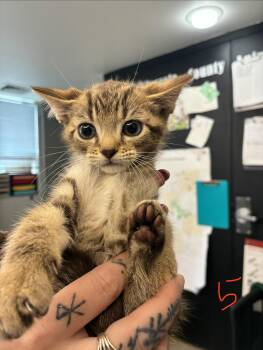 Archie -  Domestic Short Hair Cat for Adoption in Caro, Michigan - Archie | PetCurious