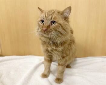 Domestic Medium Hair Cats Available for Adoption - TERRACOTTA | PetCurious