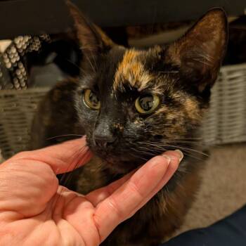 Rhea -  Domestic Short Hair Cat for Adoption in Oceanside, California - Rhea | PetCurious