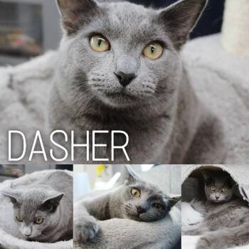 Domestic Short Hair Cats Available for Adoption - Dasher | PetCurious