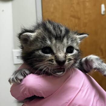 Sally Scone -  Domestic Short Hair Cat for Adoption in Wilmington, Delaware - Sally Scone | PetCurious