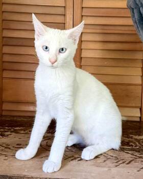 Taffeta & Denim -  Domestic Short Hair Cat for Adoption in Portland, Maine - Taffeta & Denim | PetCurious