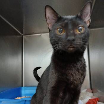 Domestic Short Hair Cats Available for Adoption in New York, New York - Anissa | PetCurious